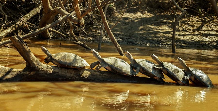 River turtles on a log