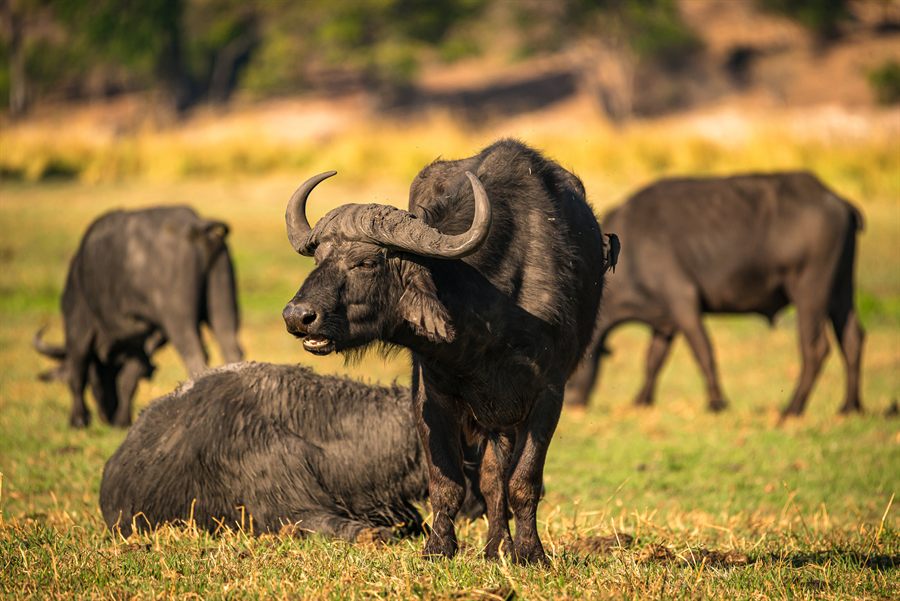 Cape buffalo