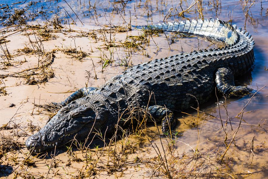 Crocodile on a riverbank