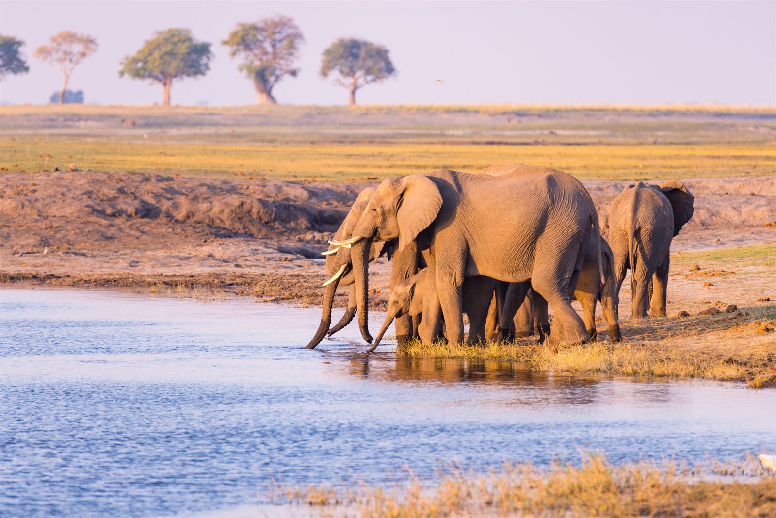 Elephants at the Chobe River