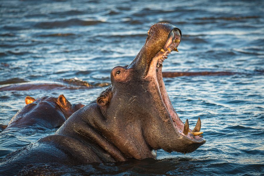 Hippo in the Chobe River