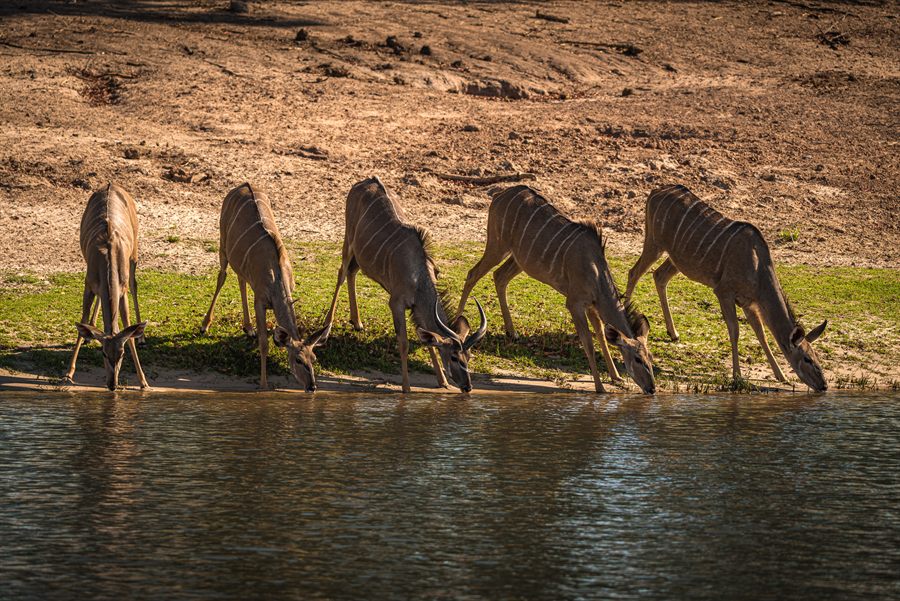 Kudu drinking at the river