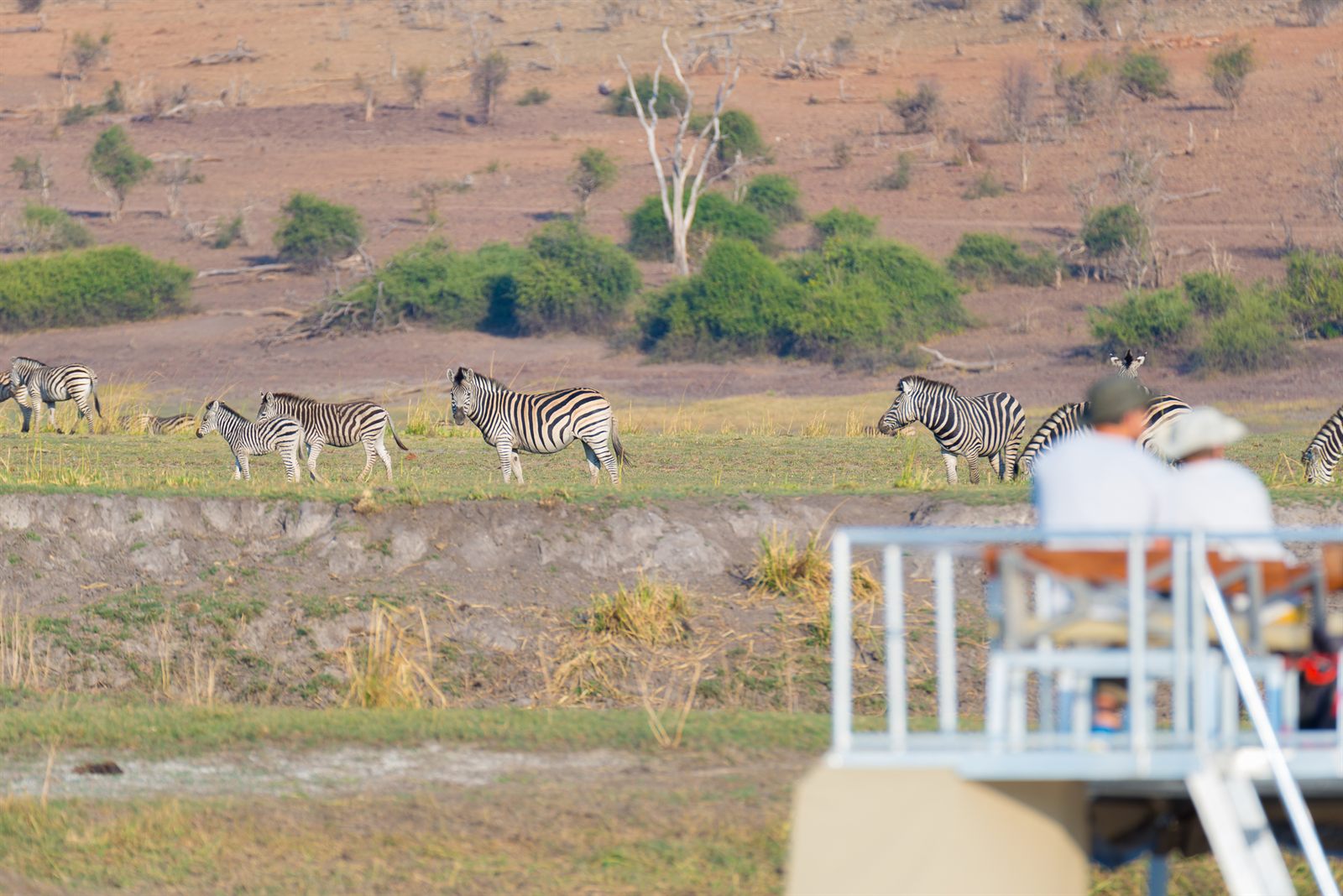 Travelers on the deck of a river boat watching zebras on the Chobe River floodplain
